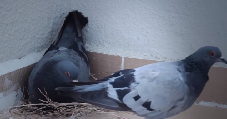 Yaban Güvercinleri Yavrulama Aşamaları (Video)